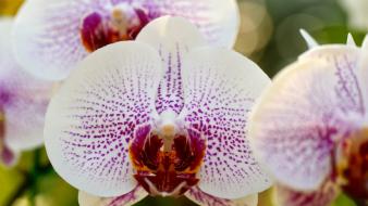 Flowers macro orchids wallpaper