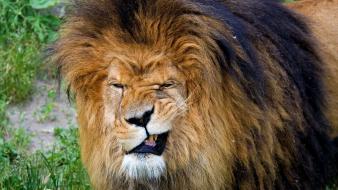Funny lion face pictures wallpaper