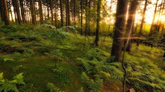 Green sunrise landscapes nature trees forests grassland wallpaper