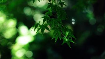 Japanese leaves wallpaper