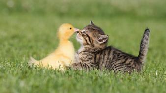 Kitten and duckling pictures