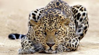 Leopard king wallpaper