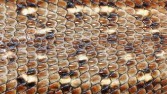 Macro skin snakes textures wallpaper
