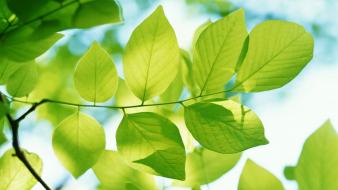 Natural green leaves wallpaper