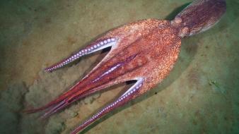 Ocean animals octopus underwater alexander semenov sea wallpaper