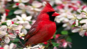 Red cardinal bird