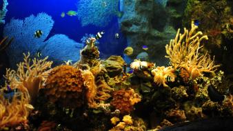 Sea aquarium background wallpaper