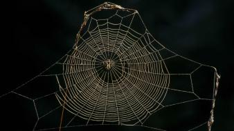 Spider webs wallpaper