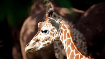 St. louis animals giraffes nature zoo wallpaper