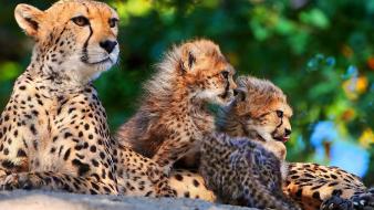Animals big cats cheetahs wild wallpaper