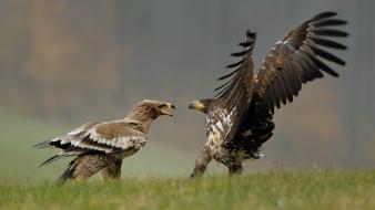 Animals birds fight hawks prey