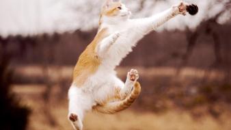 Animals blurred background cats jumping