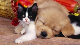 Animals cats cubs dogs friendship