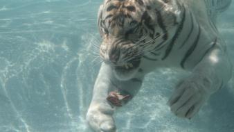 Animals tigers underwater wallpaper