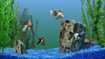 Aquarium fish pictures wallpaper