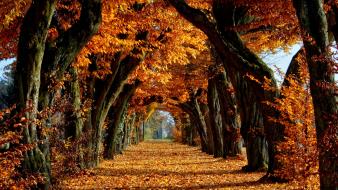 Autumn trees background wallpaper