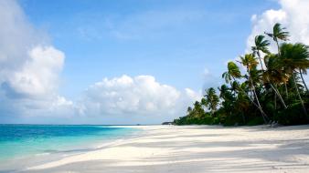 Beaches palm trees