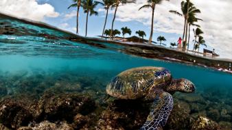 Big eyes caretta palm trees split-view turtles wallpaper