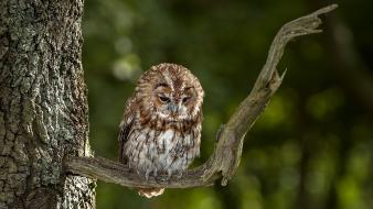 Birds blurred background branches owls wallpaper