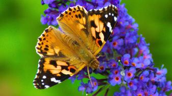 Butterflies flowers insects nature wallpaper