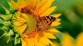 Butterfly on sunflower wallpaper