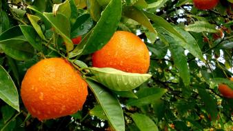 Drops fruits orange oranges wallpaper