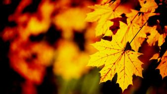 Fall maple leaf wallpaper