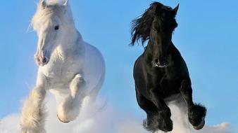 Horses wallpaper