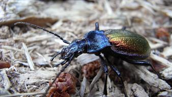 Insects beetles macro wallpaper