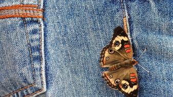 Jeans butterflies wallpaper