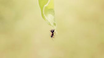Minimalistic ants macro wallpaper