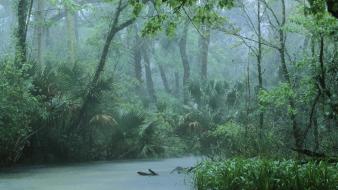 National geographic nature rainforest trees water wallpaper