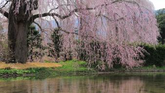 Nature trees blossoms wallpaper