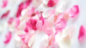 Pink flower petals wallpaper
