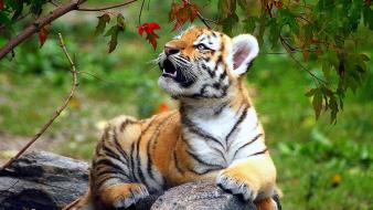 Tigers cubs wallpaper