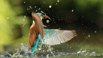 Water birds animals kingfisher hunting splashes wallpaper