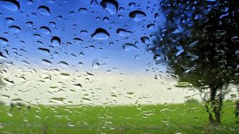 Water trees rain glass window panes blurred drops wallpaper