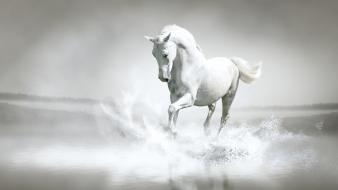 White horse background wallpaper
