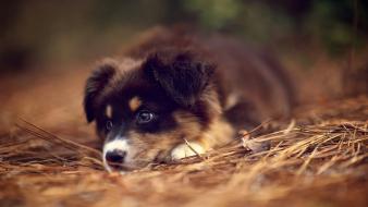 Animals australian shepherds dogs wallpaper