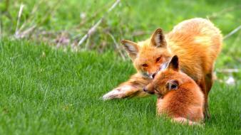 Animals baby foxes nature wallpaper