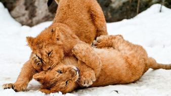 Animals big cats lions snow winter wallpaper