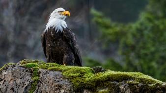 Animals blurred background eagles