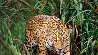 Animals leopards jaguars wallpaper