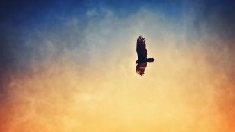 Aviation birds eagles flying skies wallpaper