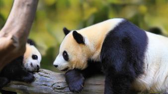 Baby panda and mother wallpaper