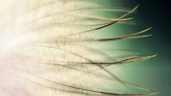 Close-up feathers macro depth of field gradient background