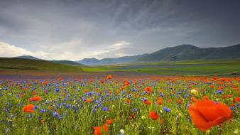 Close-up flowers meadows nature poppies