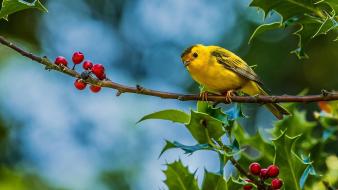 Cute yellow bird wallpaper