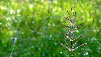 Dawn grass green nature plants wallpaper