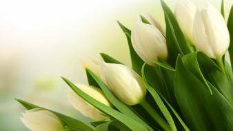 Flowers tulips white wallpaper